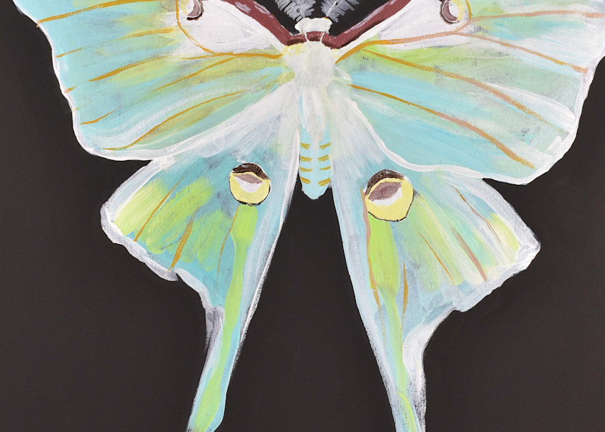 Luna Moth Art | Amy DeSitter Art
