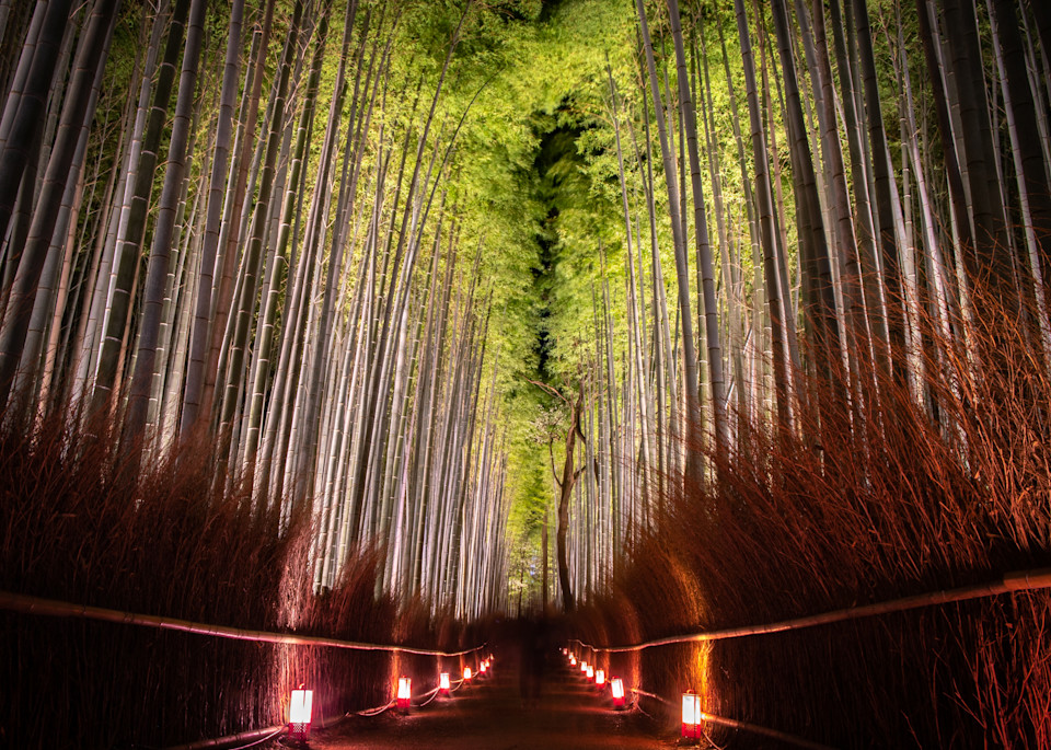 Kyoto   Arashiyama Bamboo Grove (Night) Photography Art | Matthew J Photos