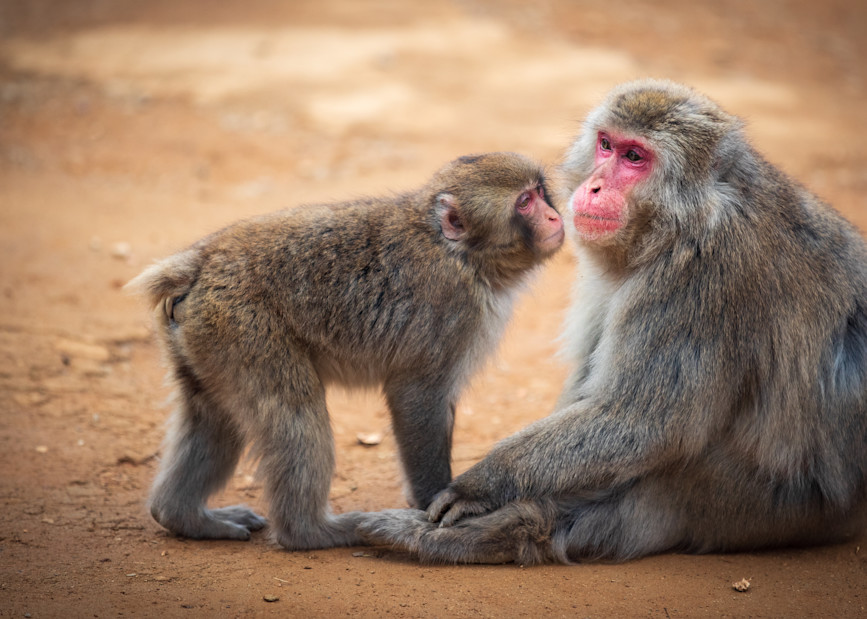 Kyoto   Arashiyama Monkey Park Photography Art | Matthew J Photos