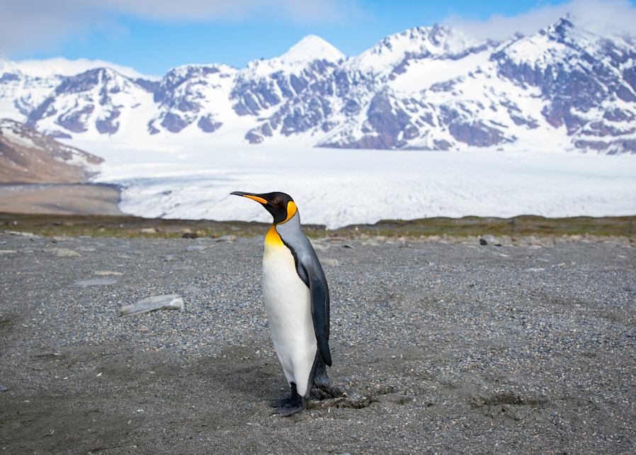 St. Andrews Bay   Solo Pinguino Photography Art | Matthew J Photos