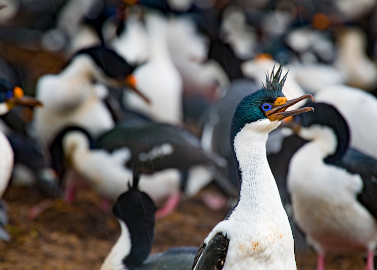 Bleaker Island Cormorant   Looking At You! Photography Art | Matthew J Photos