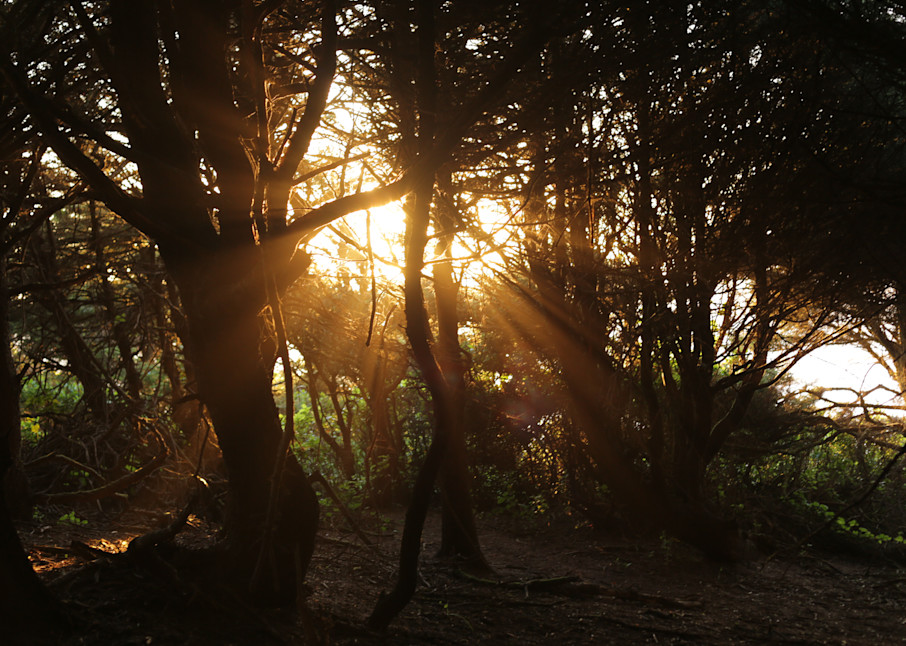 Sunbeams through the trees photography