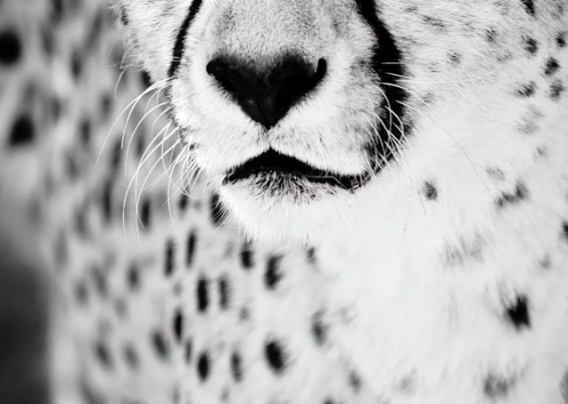 Cheetah Vi Photography Art | Beth Wold Fine Art Gallery