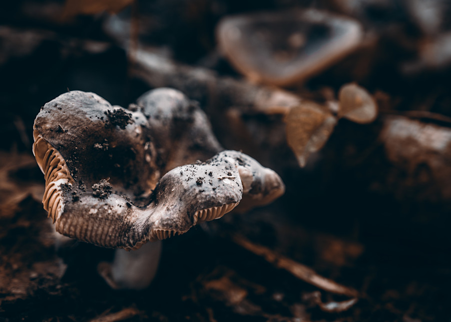 Saturnine