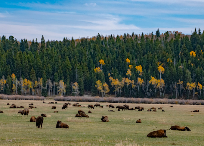 Grand Tetons Buffalo Herd Panorama Photography Art | jt Photo Images