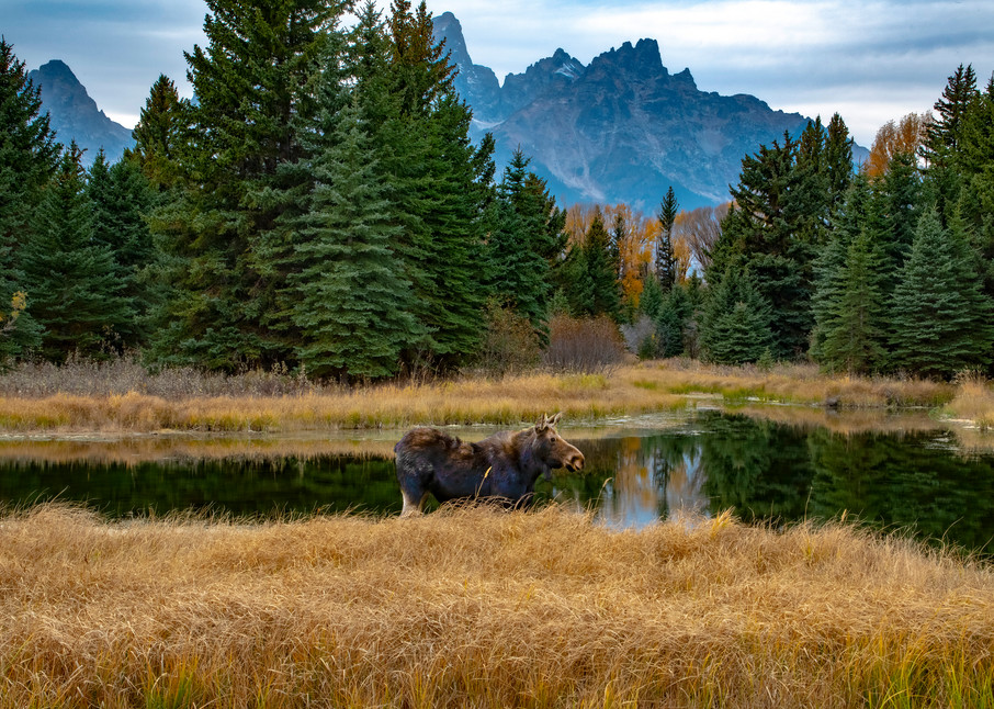Grand Tetons Moose Photography Art | jt Photo Images