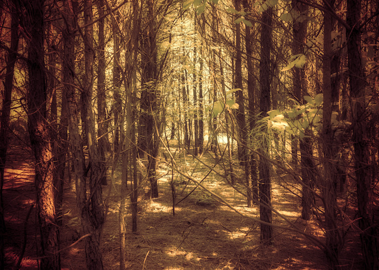 Auburn Forest