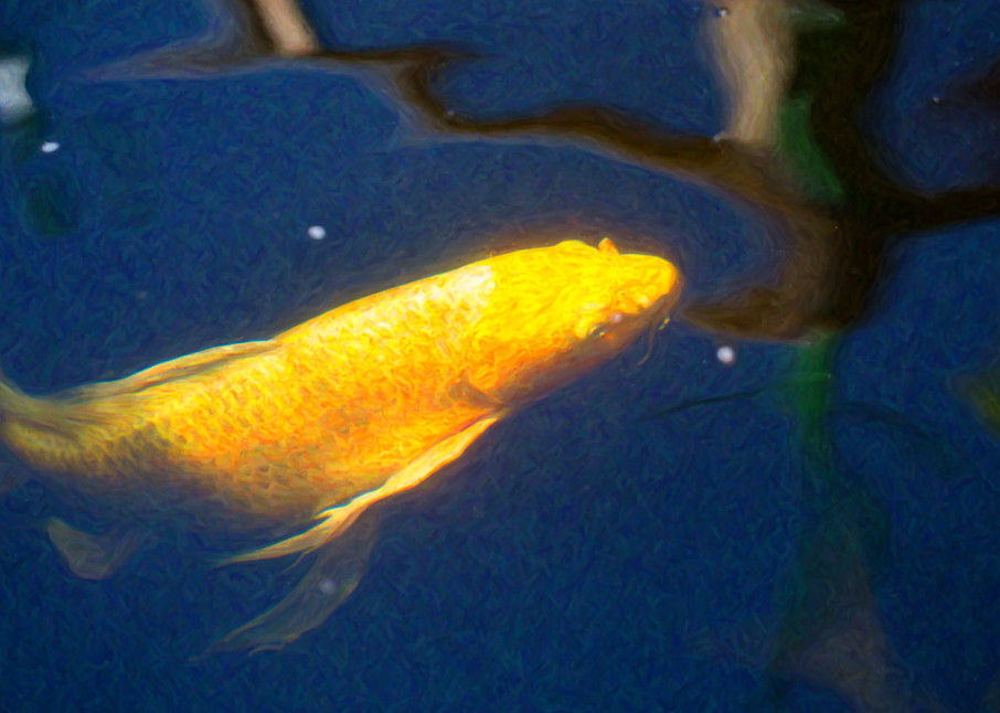 Koi Pond Fish   Golden Desires   By Omaste Witkowski Art | Artworks