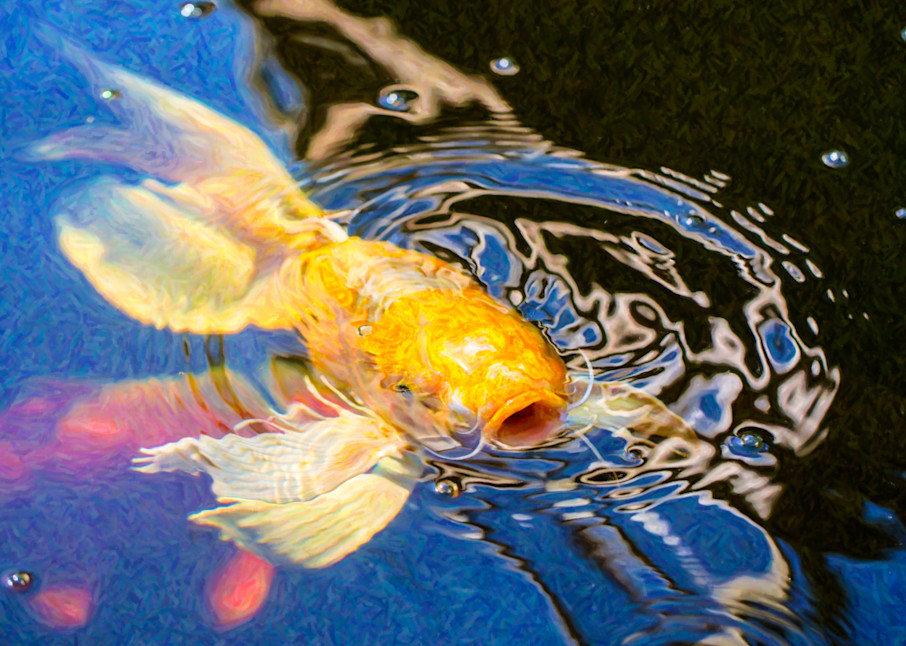 Koi Pond Fish   Pretty Pucker   By Omaste Witkowski Art | Artworks