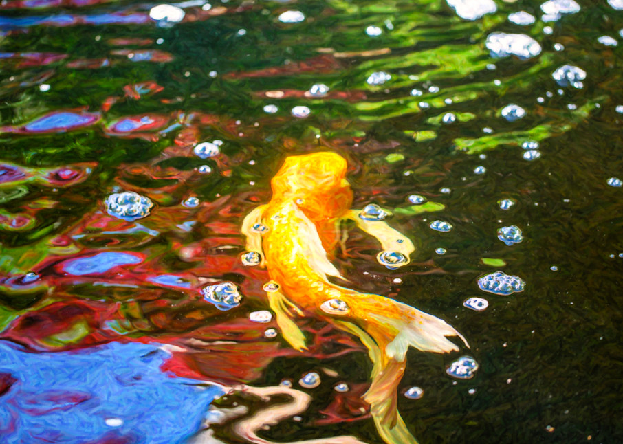 Koi Pond Fish   Colorful Surprises   By Omaste Witkowski Art | Artworks