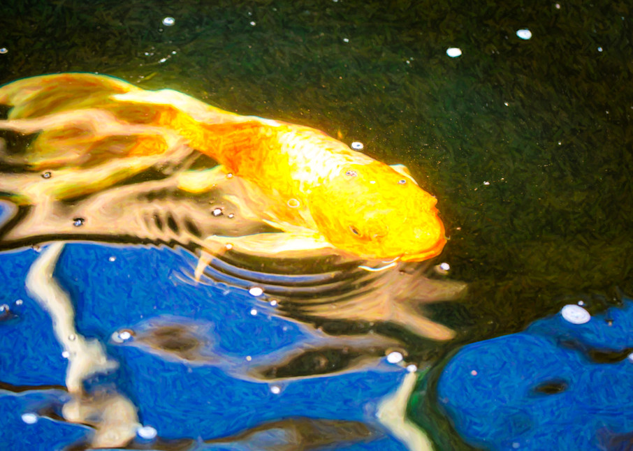 Koi Pond Fish   Golden Dreaming   By Omaste Witkowski Art | Artworks