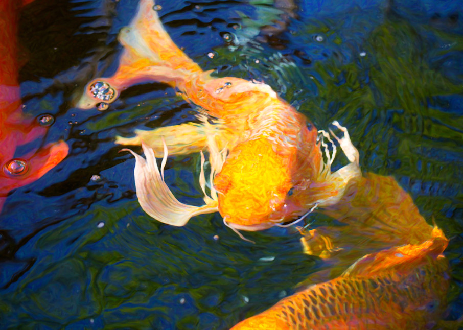 Koi Pond Fish   Golden Surprises   By Omaste Witkowski Art | Artworks