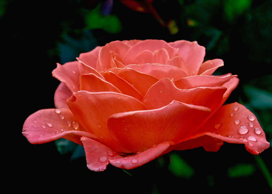 Rain On The Rose Art | katesherry