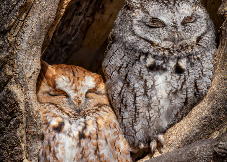 Red and gray Morph Screech Owls