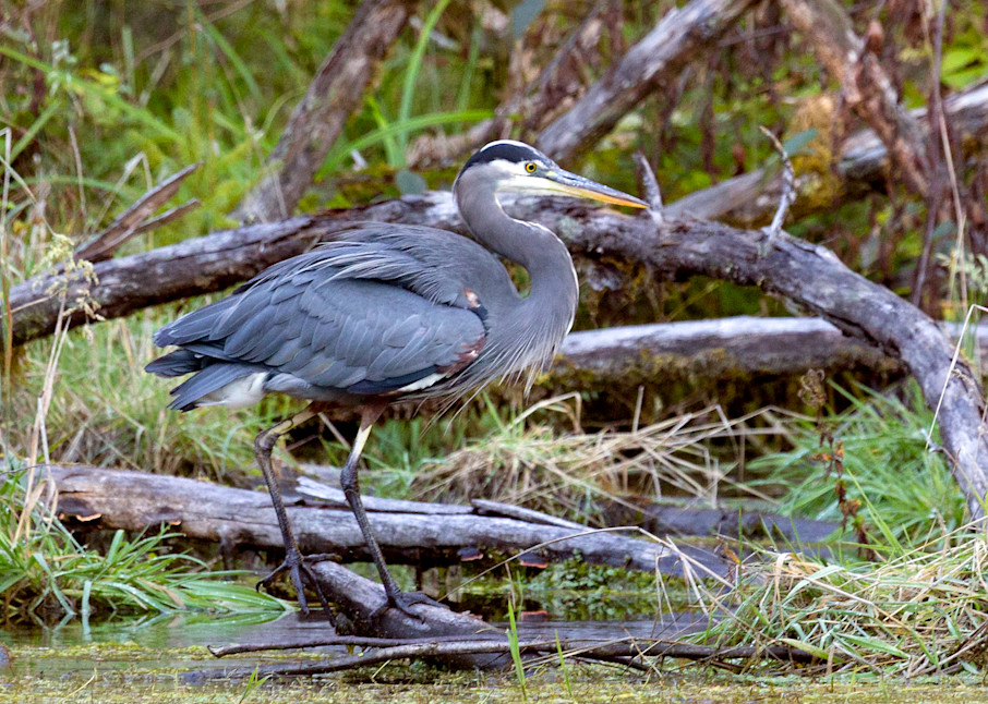 Heron, Hoh Rainforest  # 6588 Photography Art | Mary Edwards Photography