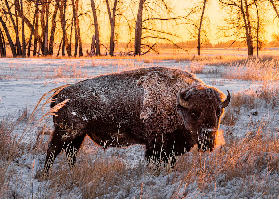 Bison At Sunrise. Colorado Photography Art | Kelley Dallas Photography