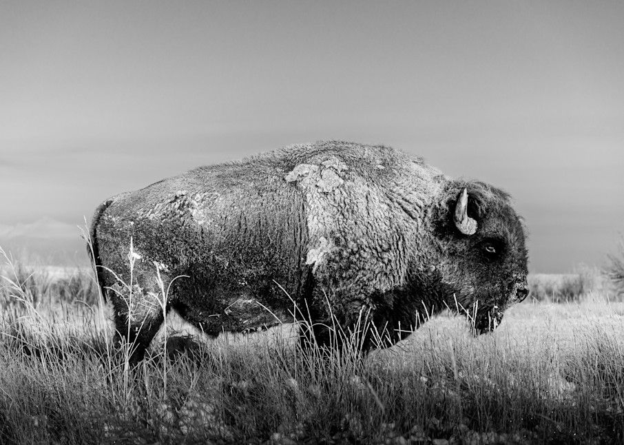 Snow Covered Bison. Colorado Photography Art | Kelley Dallas Photography