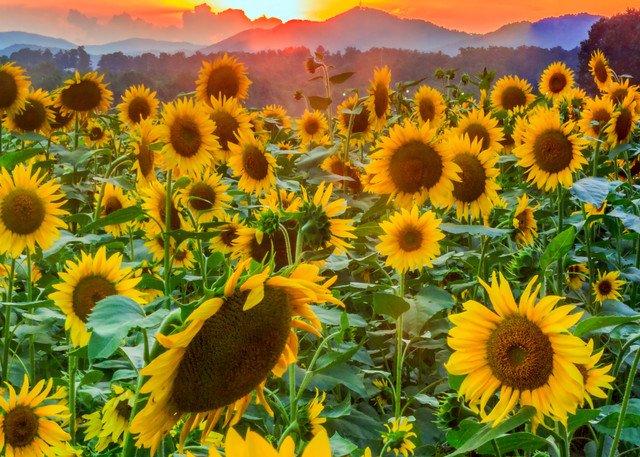 Sunflowers Of Antler Hill Vert Art | Red Rock Photography