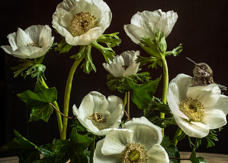 White Anemone Photography Art | The Elliott Homestead, Inc.