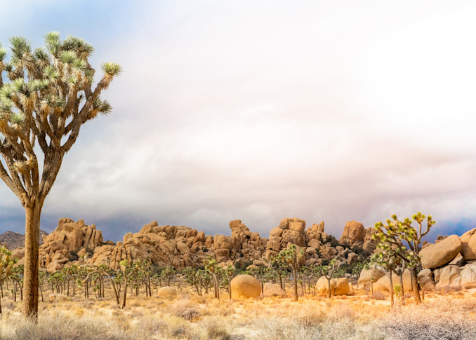 joshua tree, panorama, california desert, pastel