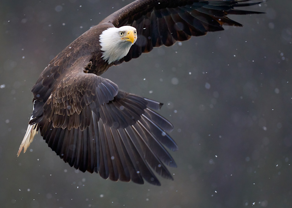 Bald Eagle Bankin In Snowfall 2 Photography Art | Harry Lerner Photography