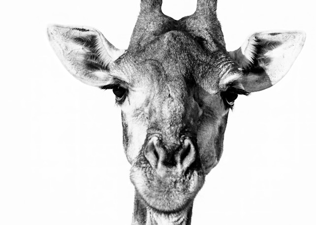 Giraffe I Photography Art | Beth Wold Fine Art Gallery