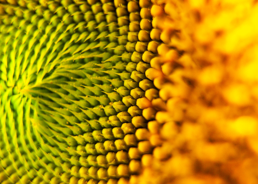 Sunflower Sunshine Photography Art | photo4change