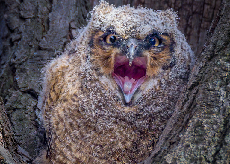 Great Horned Owlet Yawn