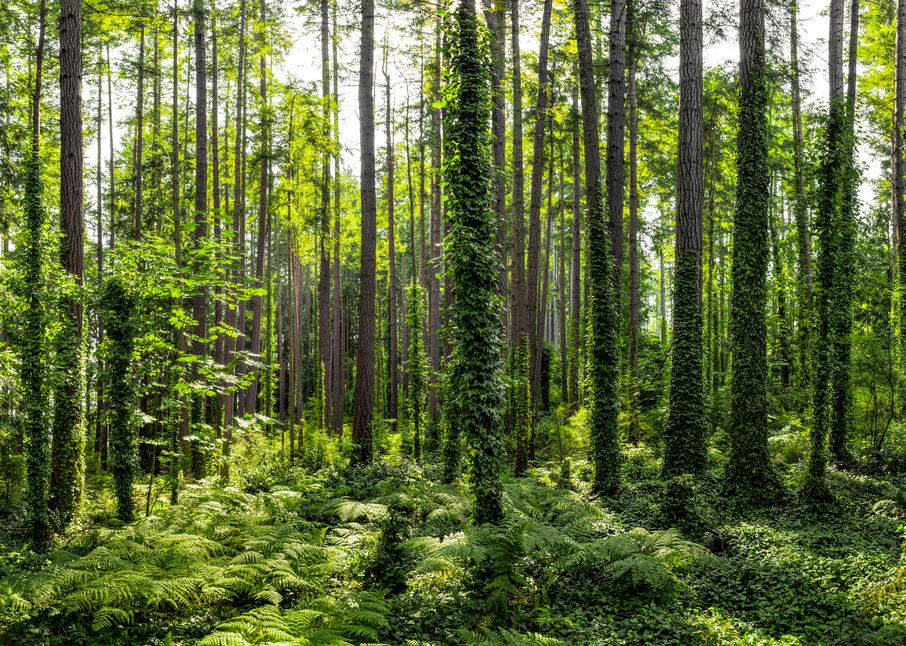 Forest Cathedral Art | James Alfred Friesen