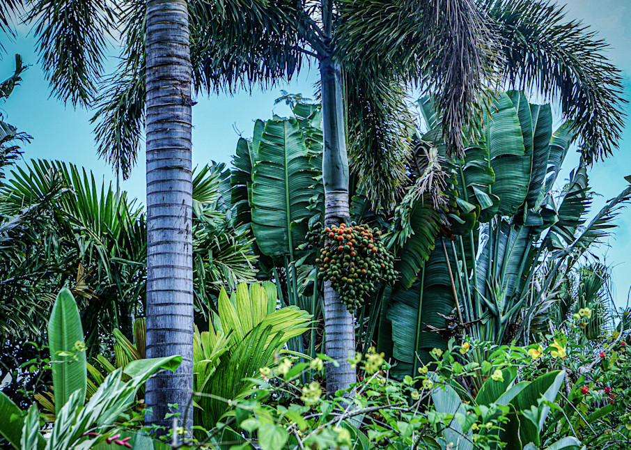 Blue Mountain Palms Photography Art | Judith Anderson Photography