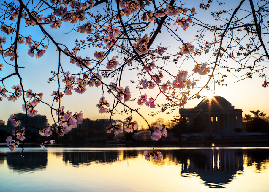 Cherry Blossoms on the Sprint Equinox in Washington, DC - Fine Art Photography Print