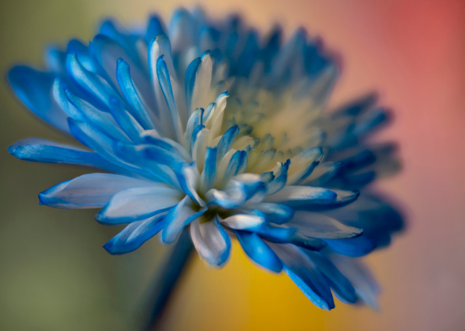 Blue Aster On A Bed Of Color Photography Art | Kendall Photography & Fine Art