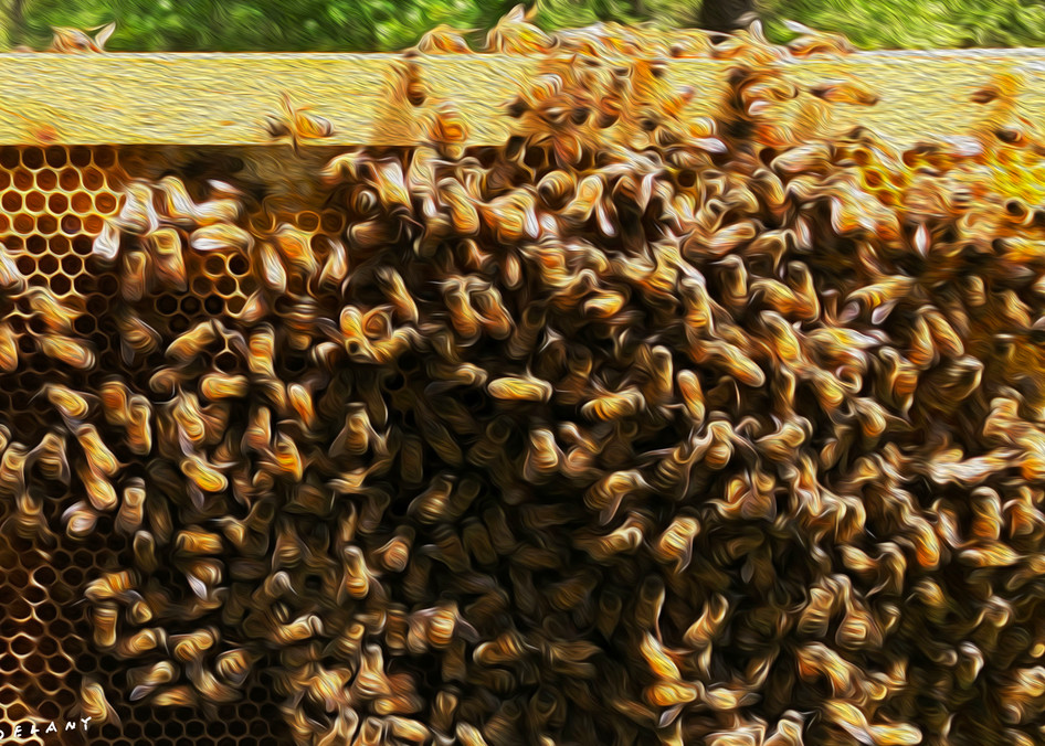 Honey Bees 3