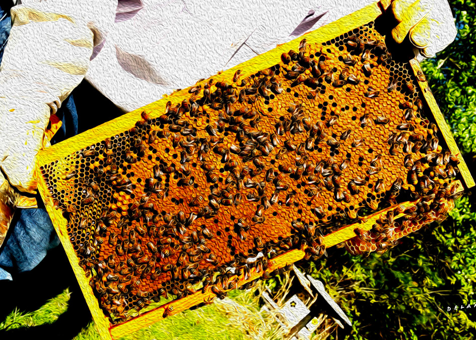 Honey-Bees 2