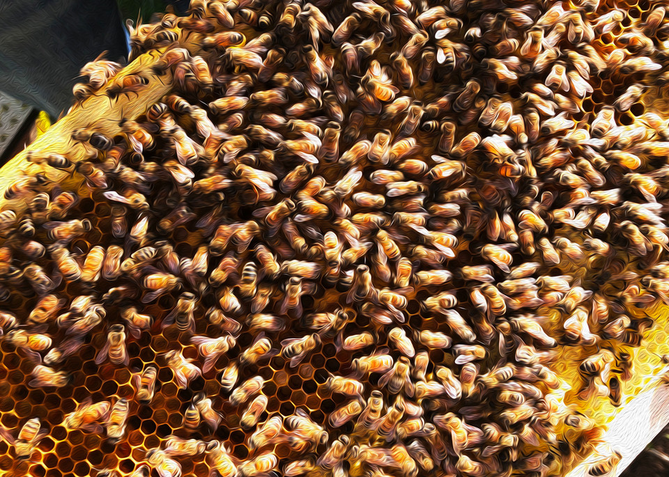 Honey Bees 8