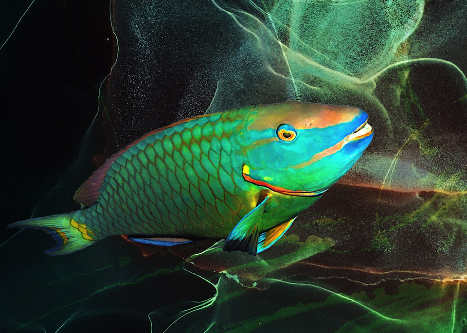 Stoplight Parrotfish Art | Light Pixie Studio