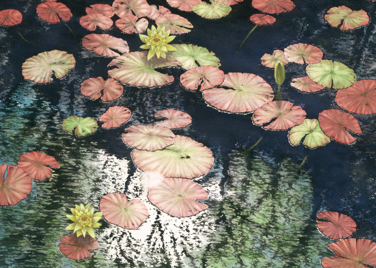 Lilly Pad Reflections | Warehouse Print