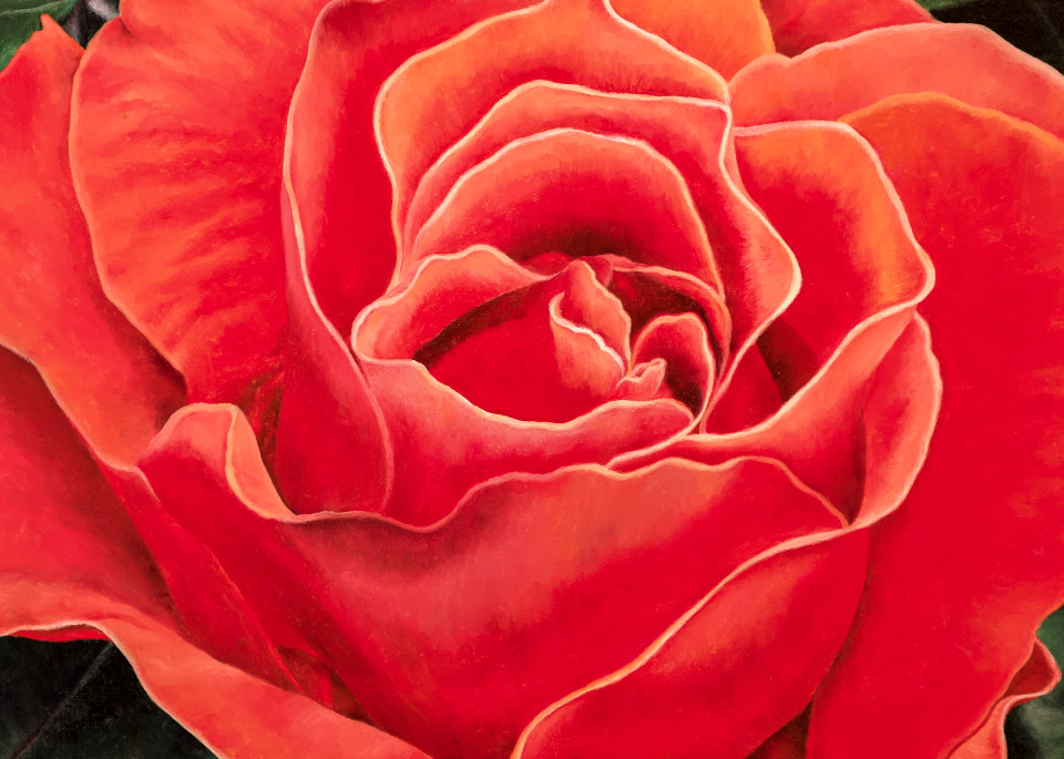 Coral Rose   Prints Art | Mercedes Fine Art