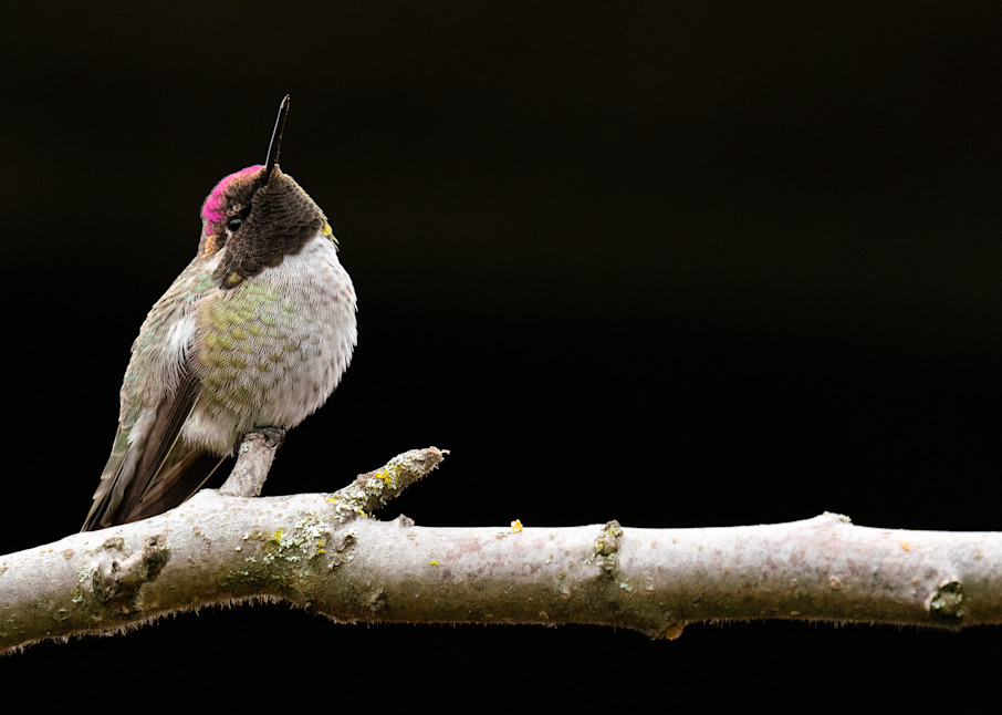 Posing Anna's Hummingbird