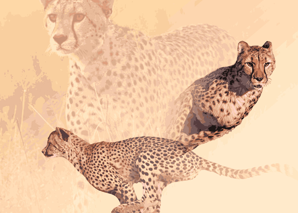 Cheetah Art | allenhansen