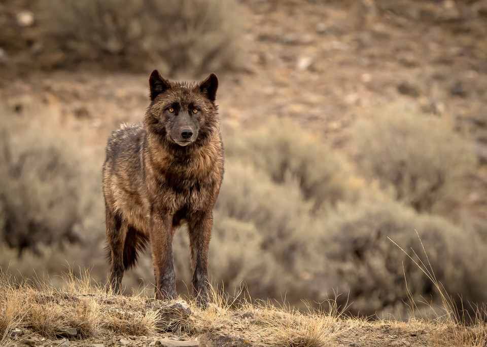 Ag Black Wapiti Wolf Art | Open Range Images