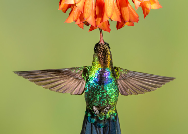 Angel Of A Hummingbird Art | Terrie Gray Photography LLC