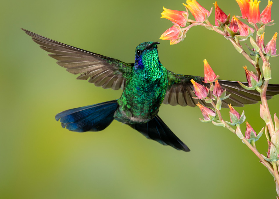 Green Violetear Hummingbird Art | Terrie Gray Photography LLC
