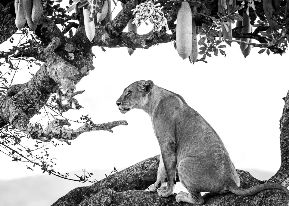 Ag Lioness Resting In The Sausage Tree Art | Open Range Images