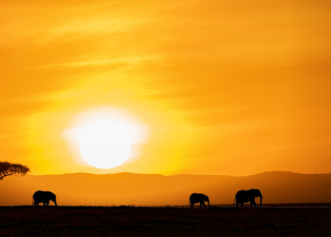 Ag Maasai Mara Sunrise....With Elephants Art | Open Range Images