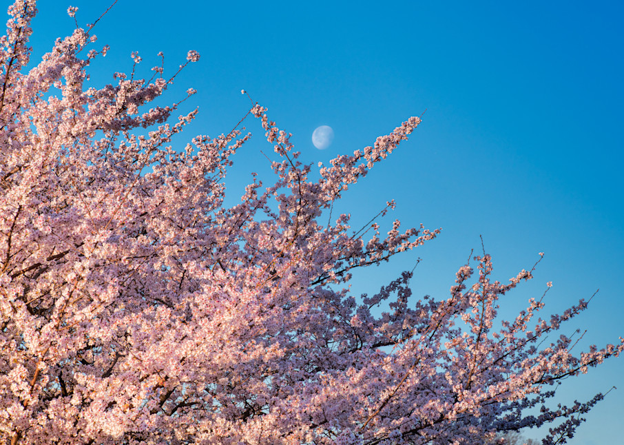 The Moon with Cherry Blossoms on Washington, DC's Tidal Basin During the Festival - Fine Art Photography Print