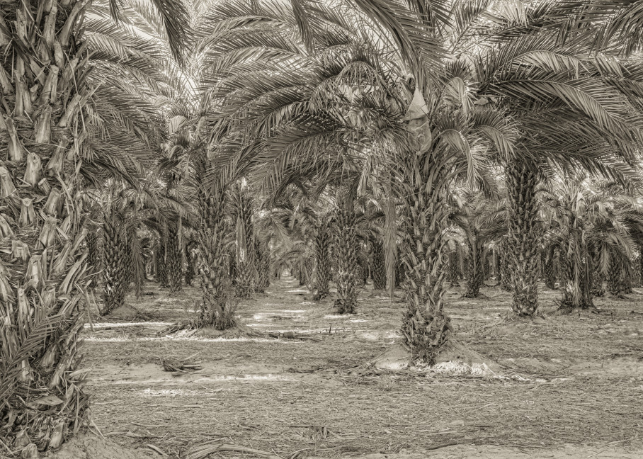 Date Palms in a Row 