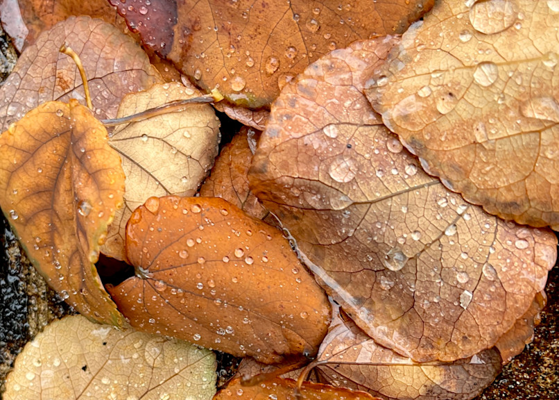 Fall Leaves Art | katesherry