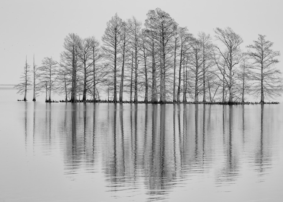 Black and white platinum landscape lake with bald cypress trees