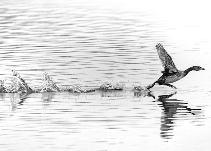 Pied Billed Grebe In Black And White 3233 Fss Photography Art | Koral Martin Fine Art Photography